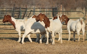 1X BOER GOAT OOI/EWE HART-VAN GOUD BOERBOKKE DALEEN VAN ZYL, 082 652 3859