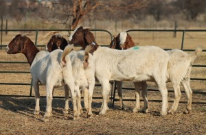 1X BOER GOAT OOI/EWE HART-VAN GOUD BOERBOKKE DALEEN VAN ZYL, 082 652 3849