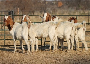 1X BOER GOAT OOI/EWE HART-VAN GOUD BOERBOKKE DALEEN VAN ZYL, 082 652 3864