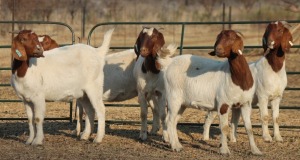 1X BOER GOAT OOI/EWE HART-VAN GOUD BOERBOKKE DALEEN VAN ZYL, 082 652 3874