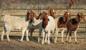 1X BOER GOAT OOI/EWE HART-VAN GOUD BOERBOKKE DALEEN VAN ZYL, 082 652 3869