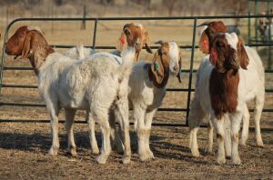 1X BOER GOAT OOI/EWE HART-VAN GOUD BOERBOKKE DALEEN VAN ZYL, 082 652 3854