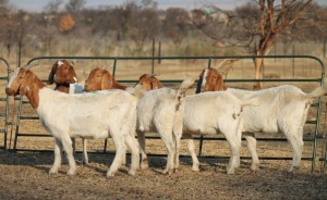 1X BOER GOAT OOI/EWE HART-VAN GOUD BOERBOKKE DALEEN VAN ZYL, 082 652 3879