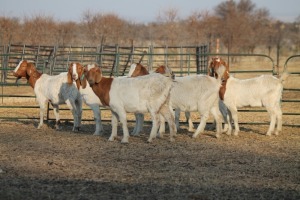 1X BOER GOAT OOI/EWE HART-VAN GOUD BOERBOKKE DALEEN VAN ZYL, 082 652 3889