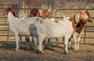 ONTTREK - 1X BOER GOAT OOI/EWE HART-VAN GOUD BOERBOKKE DALEEN VAN ZYL, 082 652 3884