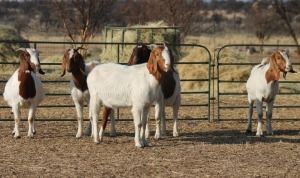 1X BOER GOAT OOI/EWE HART-VAN GOUD BOERBOKKE DALEEN VAN ZYL, 082 652 3895