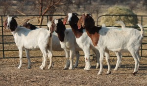 1X BOER GOAT OOI/EWE HART-VAN GOUD BOERBOKKE DALEEN VAN ZYL, 082 652 3900