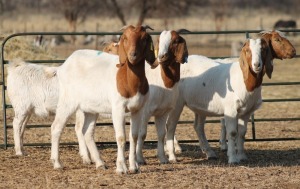 1X BOER GOAT OOI/EWE HART-VAN GOUD BOERBOKKE DALEEN VAN ZYL, 082 652 3915