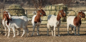 1X BOER GOAT OOI/EWE HART-VAN GOUD BOERBOKKE DALEEN VAN ZYL, 082 652 3925