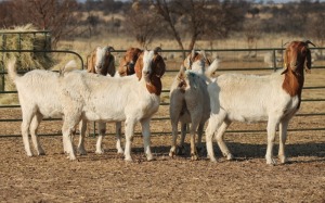 1X BOER GOAT OOI/EWE HART-VAN GOUD BOERBOKKE DALEEN VAN ZYL, 082 652 3905