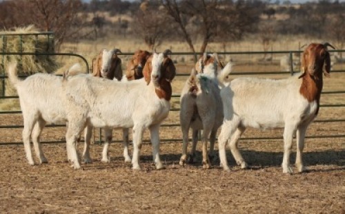 1X BOER GOAT OOI/EWE HART-VAN GOUD BOERBOKKE DALEEN VAN ZYL, 082 652 3905