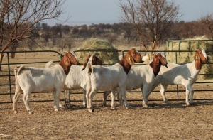 1X BOER GOAT OOI/EWE HART-VAN GOUD BOERBOKKE DALEEN VAN ZYL, 082 652 3920