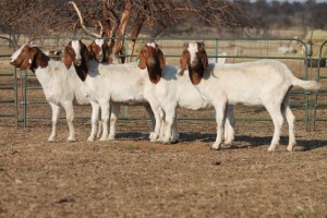 ONTREK - 1X BOER GOAT OOI/EWE HART-VAN GOUD BOERBOKKE DALEEN VAN ZYL, 082 652 3910