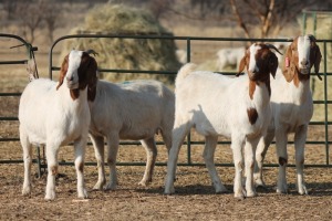 1X BOER GOAT OOI/EWE HART-VAN GOUD BOERBOKKE DALEEN VAN ZYL, 082 652 3930