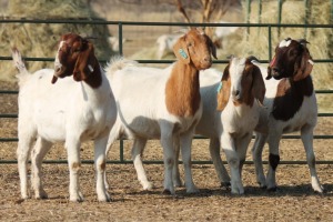 1X BOER GOAT OOI/EWE HART-VAN GOUD BOERBOKKE DALEEN VAN ZYL, 082 652 3939