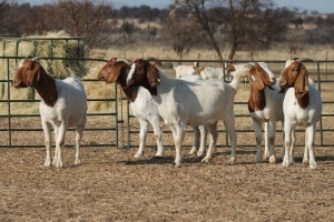 1X BOER GOAT OOI/EWE HART-VAN GOUD BOERBOKKE DALEEN VAN ZYL, 082 652 3934