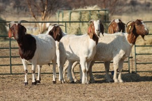 1X BOER GOAT OOI/EWE HART-VAN GOUD BOERBOKKE DALEEN VAN ZYL, 082 652 3945