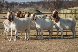 1X BOER GOAT OOI/EWE HART-VAN GOUD BOERBOKKE DALEEN VAN ZYL, 082 652 3965