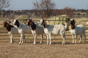 1X BOER GOAT OOI/EWE HART-VAN GOUD BOERBOKKE DALEEN VAN ZYL, 082 652 3960