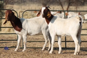 1X BOER GOAT OOI/EWE HART-VAN GOUD BOERBOKKE DALEEN VAN ZYL, 082 652 3943