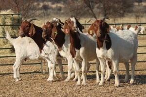 1X BOER GOAT OOI/EWE HART-VAN GOUD BOERBOKKE DALEEN VAN ZYL, 082 652 3970