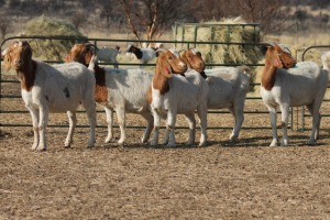 1X BOER GOAT OOI/EWE HART-VAN GOUD BOERBOKKE DALEEN VAN ZYL, 082 652 3955