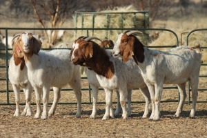 1X BOER GOAT OOI/EWE HART-VAN GOUD BOERBOKKE DALEEN VAN ZYL, 082 652 3950