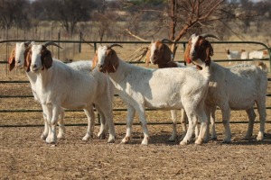 1X BOER GOAT OOI/EWE HART-VAN GOUD BOERBOKKE DALEEN VAN ZYL, 082 652 3975