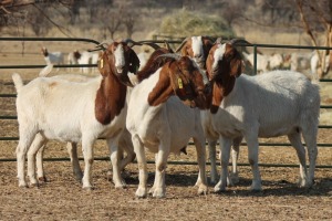 1X BOER GOAT OOI/EWE HART-VAN GOUD BOERBOKKE DALEEN VAN ZYL, 082 652 3985