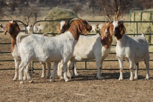 ONTREK 1X BOER GOAT OOI/EWE HART-VAN GOUD BOERBOKKE DALEEN VAN ZYL, 082 652 3990