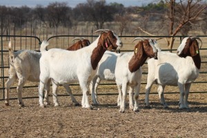 1X BOER GOAT OOI/EWE HART-VAN GOUD BOERBOKKE DALEEN VAN ZYL, 082 652 3980