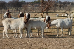 1X BOER GOAT OOI/EWE HART-VAN GOUD BOERBOKKE DALEEN VAN ZYL, 082 652 3995