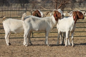 1X BOER GOAT OOI/EWE HART-VAN GOUD BOERBOKKE DALEEN VAN ZYL, 082 652 4005