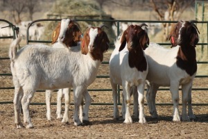 1X BOER GOAT OOI/EWE HART-VAN GOUD BOERBOKKE DALEEN VAN ZYL, 082 652 4018