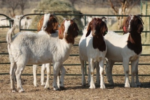 1X BOER GOAT OOI/EWE HART-VAN GOUD BOERBOKKE DALEEN VAN ZYL, 082 652 4018