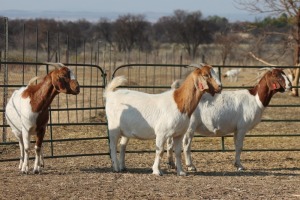 1X BOER GOAT OOI/EWE HART-VAN GOUD BOERBOKKE DALEEN VAN ZYL, 082 652 4015