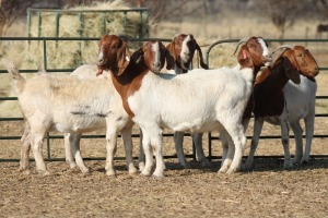 1X BOER GOAT OOI/EWE HART-VAN GOUD BOERBOKKE DALEEN VAN ZYL, 082 652 4010