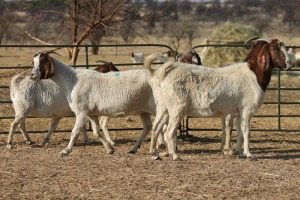 1X BOER GOAT OOI/EWE HART-VAN GOUD BOERBOKKE DALEEN VAN ZYL, 082 652 4000