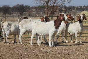 1X BOER GOAT OOI/EWE HART-VAN GOUD BOERBOKKE DALEEN VAN ZYL, 082 652 4024