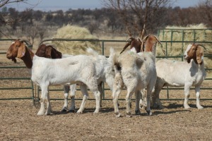 1X BOER GOAT OOI/EWE HART-VAN GOUD BOERBOKKE DALEEN VAN ZYL, 082 652 4029