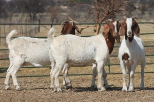 1X BOER GOAT OOI/EWE HART-VAN GOUD BOERBOKKE DALEEN VAN ZYL, 082 652 4038