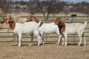 1X BOER GOAT OOI/EWE HART-VAN GOUD BOERBOKKE DALEEN VAN ZYL, 082 652 4046