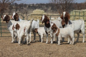 ONTREK - 1+1X BOER GOAT OOI/EWE HART-VAN GOUD BOERBOKKE DALEEN VAN ZYL, 082 652 4051