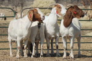 1X BOER GOAT OOI/EWE HART-VAN GOUD BOERBOKKE DALEEN VAN ZYL, 082 652 4034