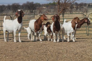 1+1X BOER GOAT OOI/EWE HART-VAN GOUD BOERBOKKE DALEEN VAN ZYL, 082 652 4055