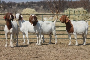 1X BOER GOAT OOI/EWE HART-VAN GOUD BOERBOKKE DALEEN VAN ZYL, 082 652 4042