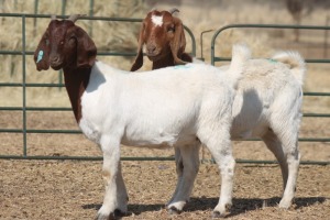 1X BOER GOAT OOI/EWE HART-VAN GOUD BOERBOKKE DALEEN VAN ZYL, 082 652 4049