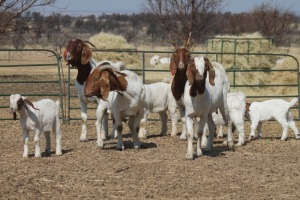 1+1X BOER GOAT OOI/EWE HART-VAN GOUD BOERBOKKE DALEEN VAN ZYL, 082 652 4059