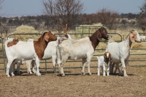 1+1X BOER GOAT OOI/EWE HART-VAN GOUD BOERBOKKE DALEEN VAN ZYL, 082 652 4071