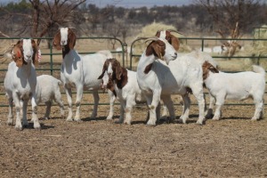 1+1X BOER GOAT OOI/EWE HART-VAN GOUD BOERBOKKE DALEEN VAN ZYL, 082 652 4063